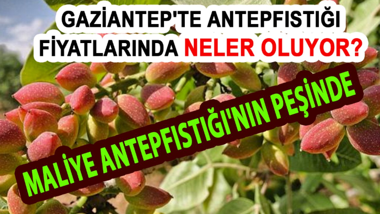 Gaziantep’te ANTEPFISTIĞI FİYATLARINDA NELER OLUYOR? MALİYE ANTEP FISTIĞI’NIN PEŞİNDE