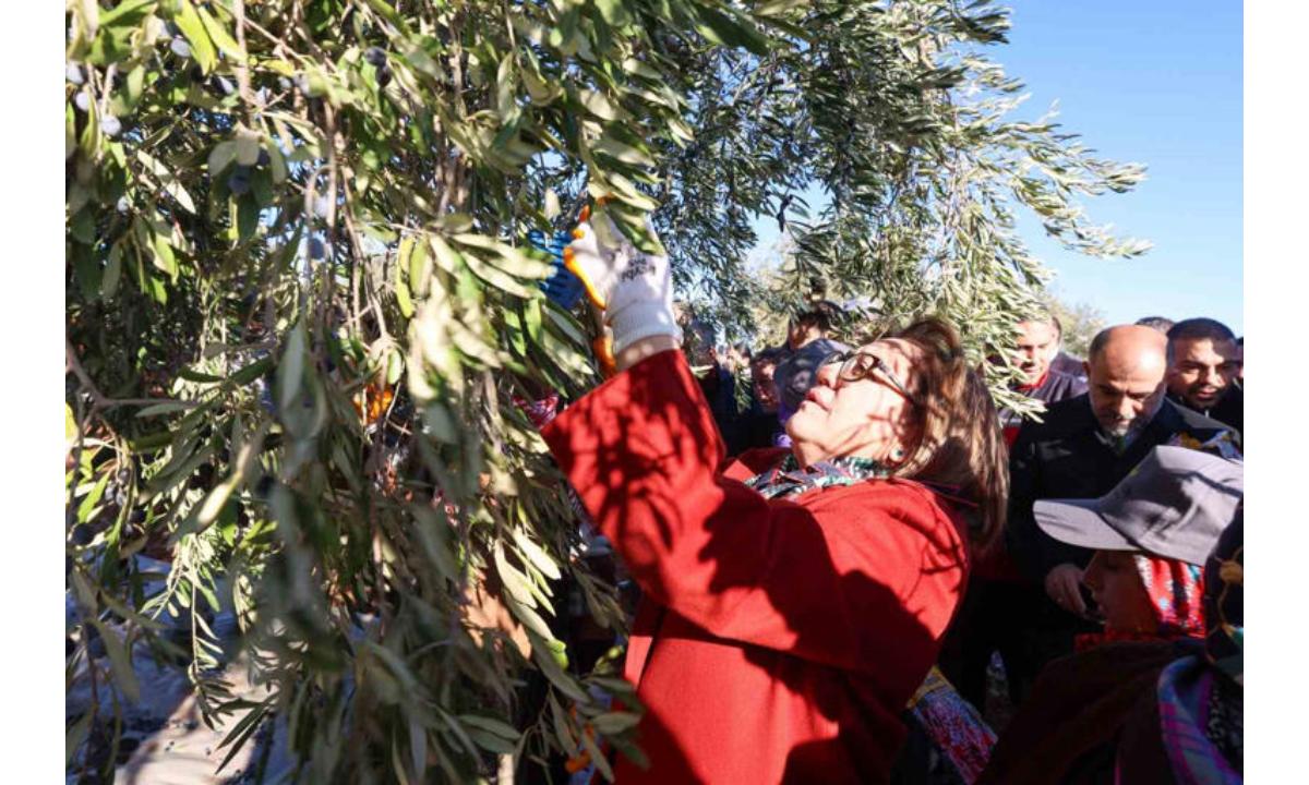 Fatma Şahin Gaziantep’te çocuğun saçını tarar gibi zeytin hasadı yaptı